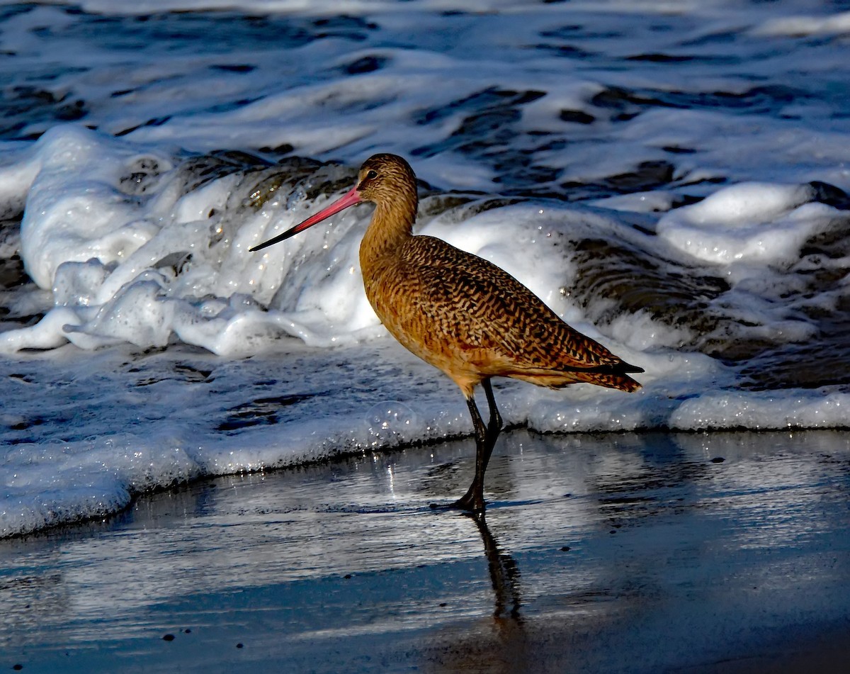 Marbled Godwit - Mike Ross
