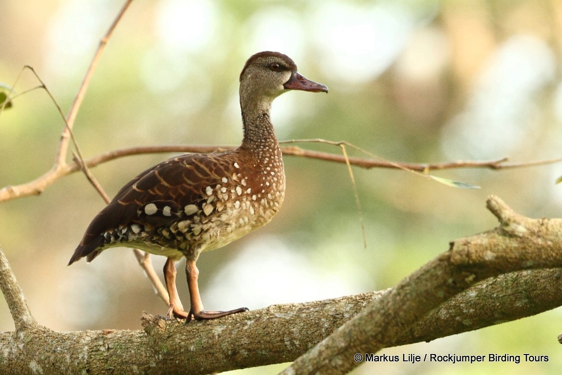 Spotted Whistling-Duck - ML206131371
