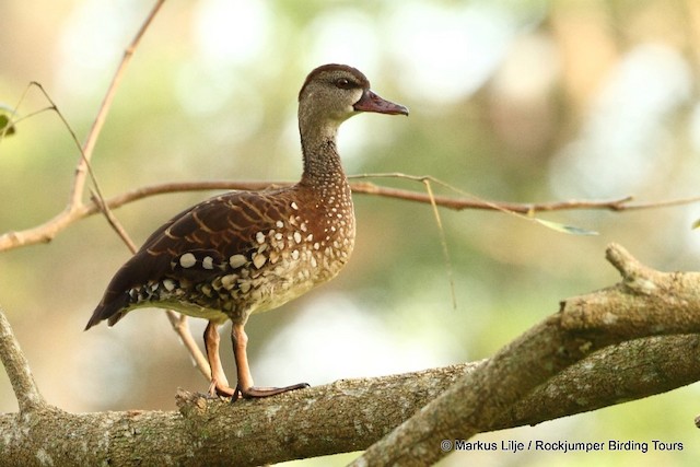 Spotted Whistling-Duck