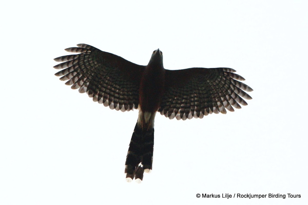 Long-tailed Hawk - ML206131431