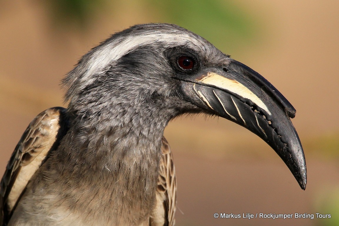 African Gray Hornbill - Markus Lilje