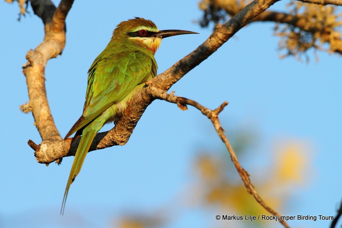 Madagascar Bee-eater - Markus Lilje