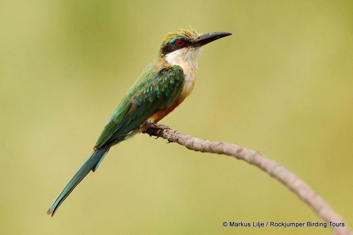 Somali Bee-eater - ML206131721