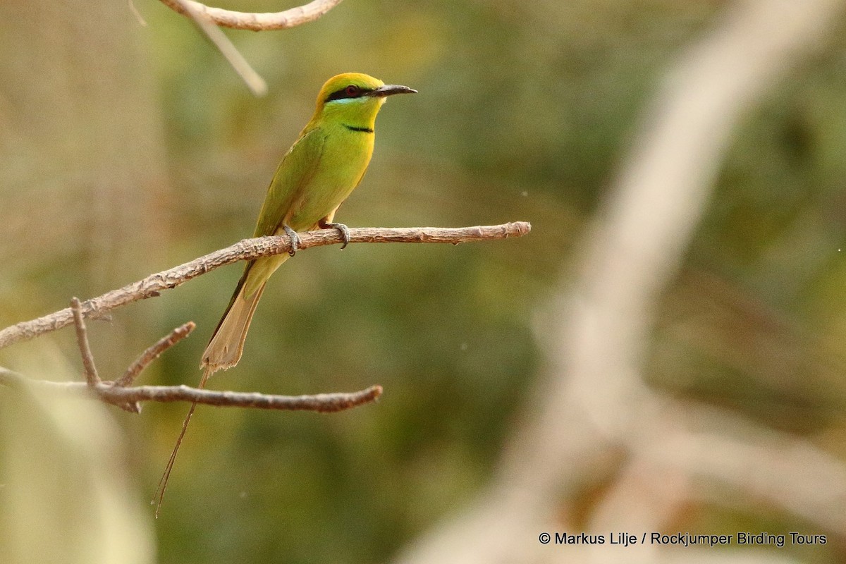 African Green Bee-eater - ML206131731