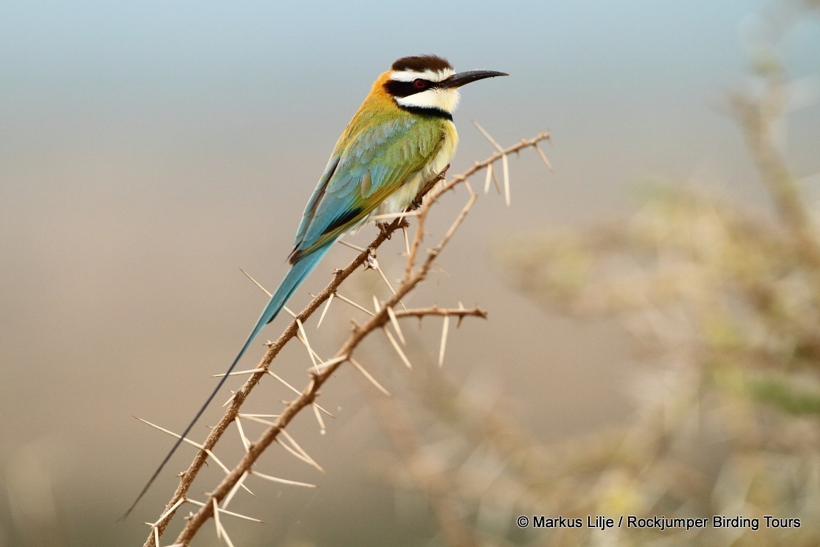 White-throated Bee-eater - Markus Lilje