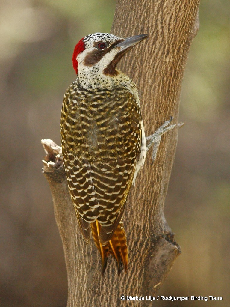 Bennett's Woodpecker - ML206131851
