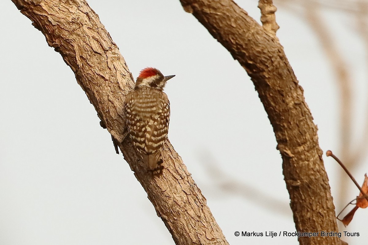 Brown-backed Woodpecker - ML206131861