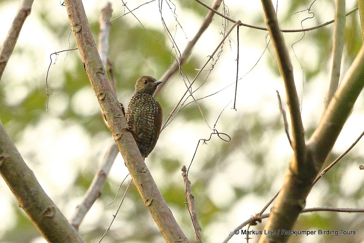 Buff-spotted Woodpecker - ML206131871