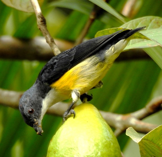 White-throated Flowerpecker - Athula Edirisinghe
