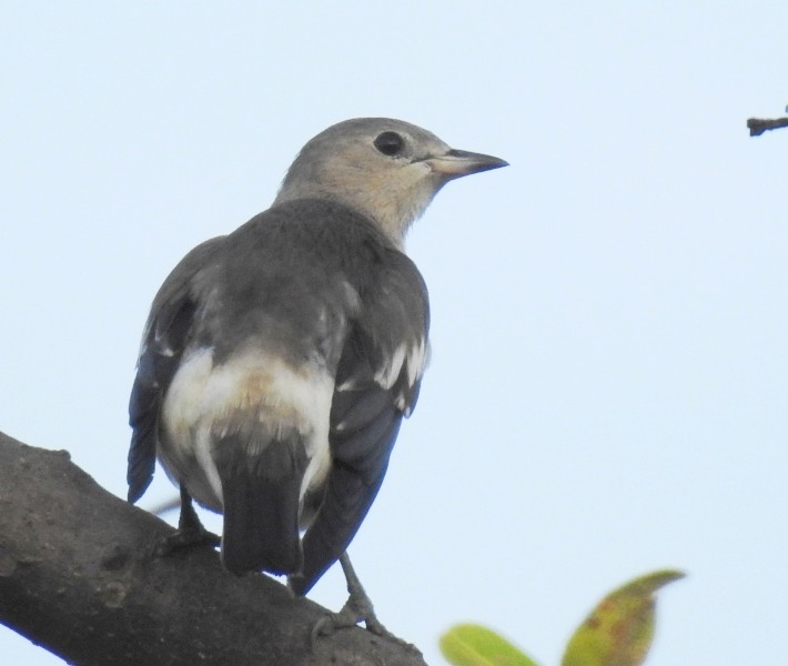 Daurian Starling - Athula Edirisinghe