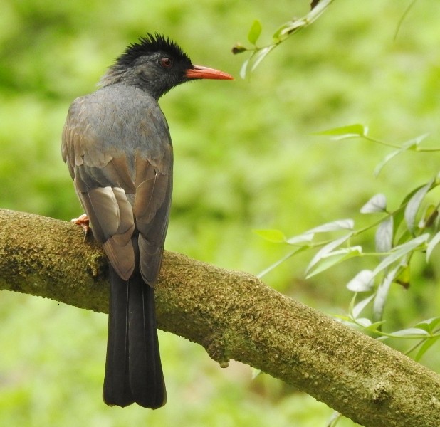 Square-tailed Bulbul (Sri Lanka) - ML206132261