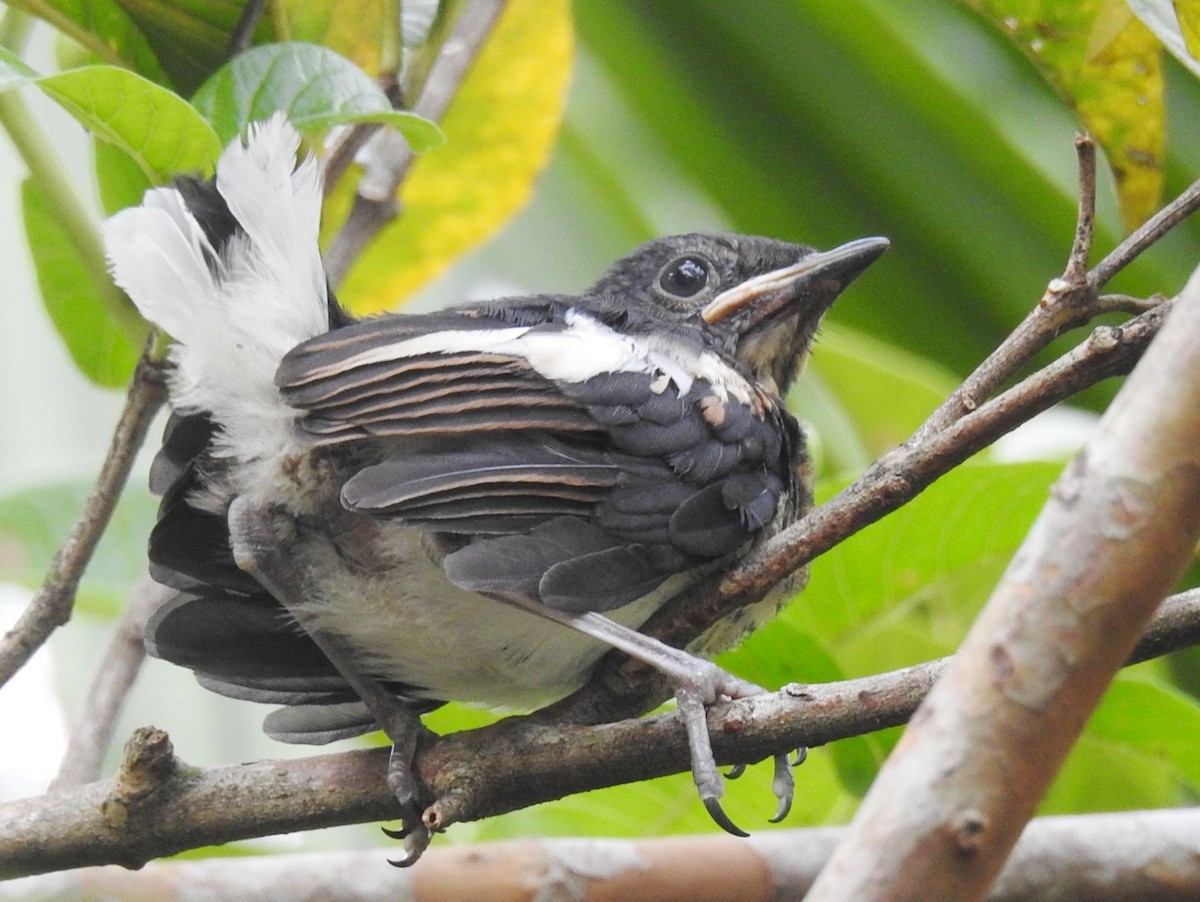Oriental Magpie-Robin (Oriental) - Athula Edirisinghe