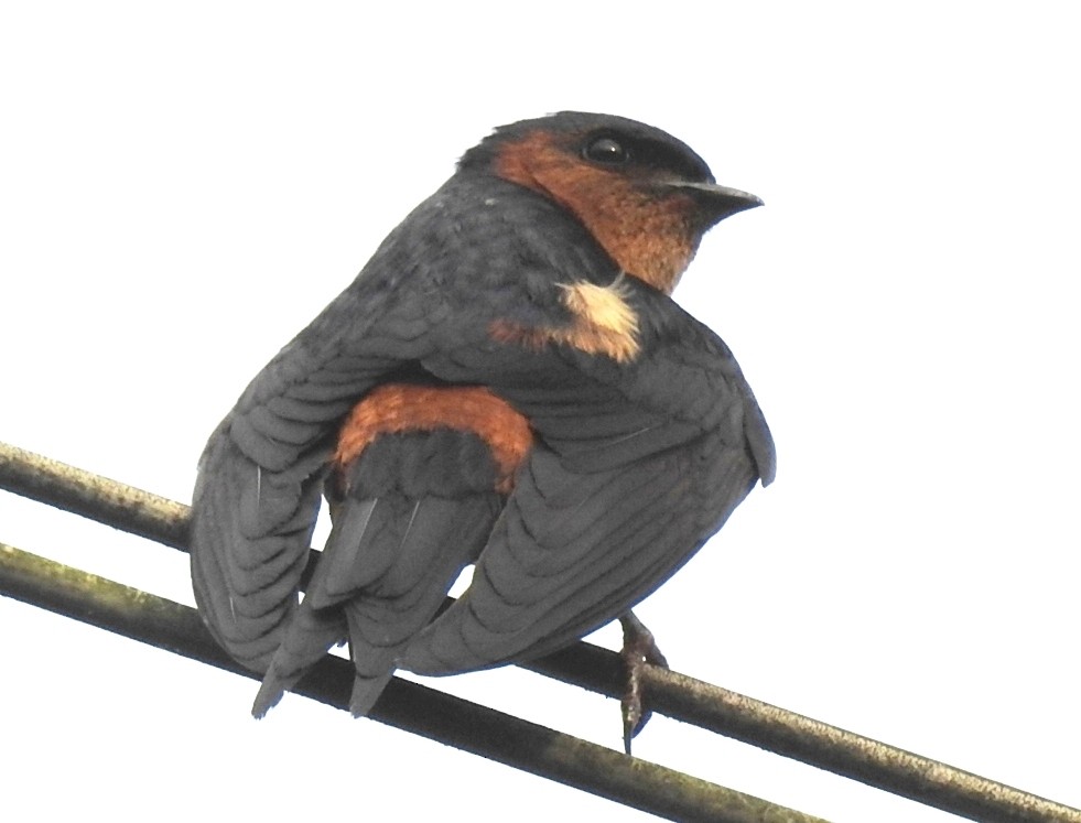 Sri Lanka Swallow - Athula Edirisinghe