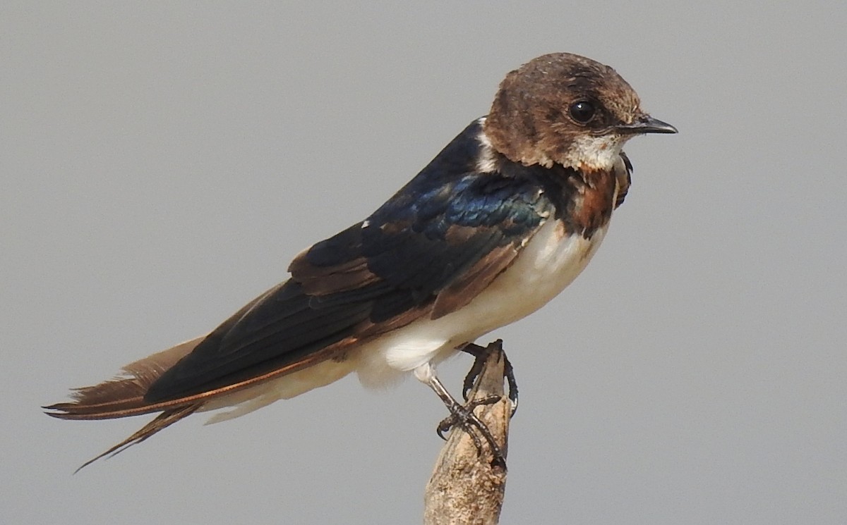 Barn Swallow (Buff-bellied) - Athula Edirisinghe