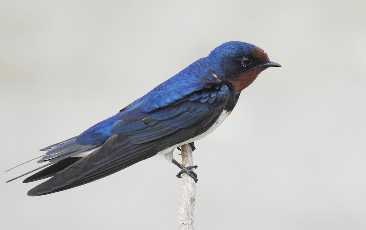Barn Swallow (Buff-bellied) - Athula Edirisinghe