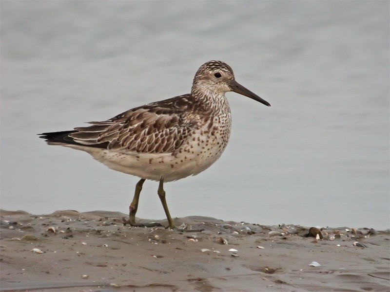 Great Knot - Mark Andrews