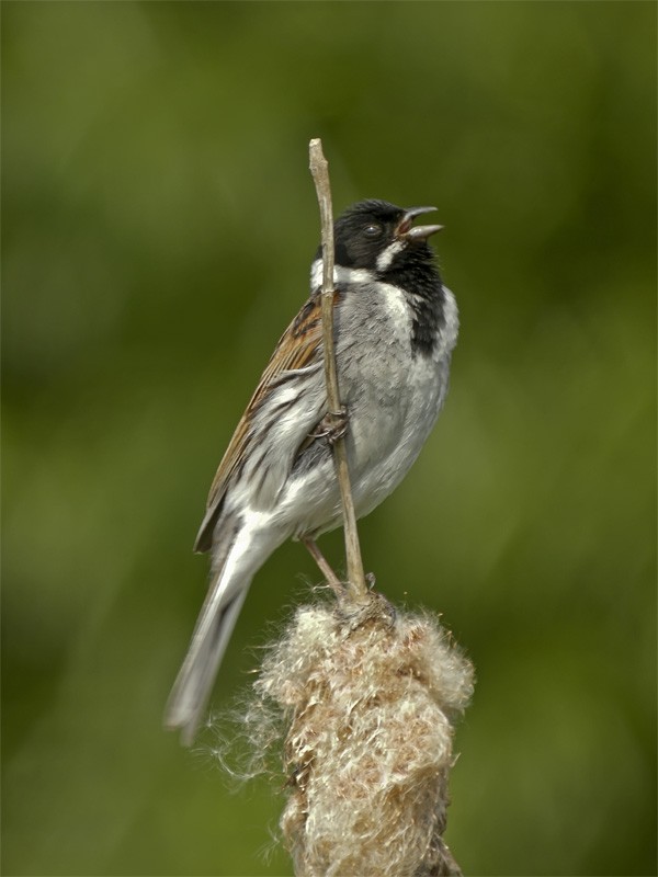 Reed Bunting - Mark Andrews