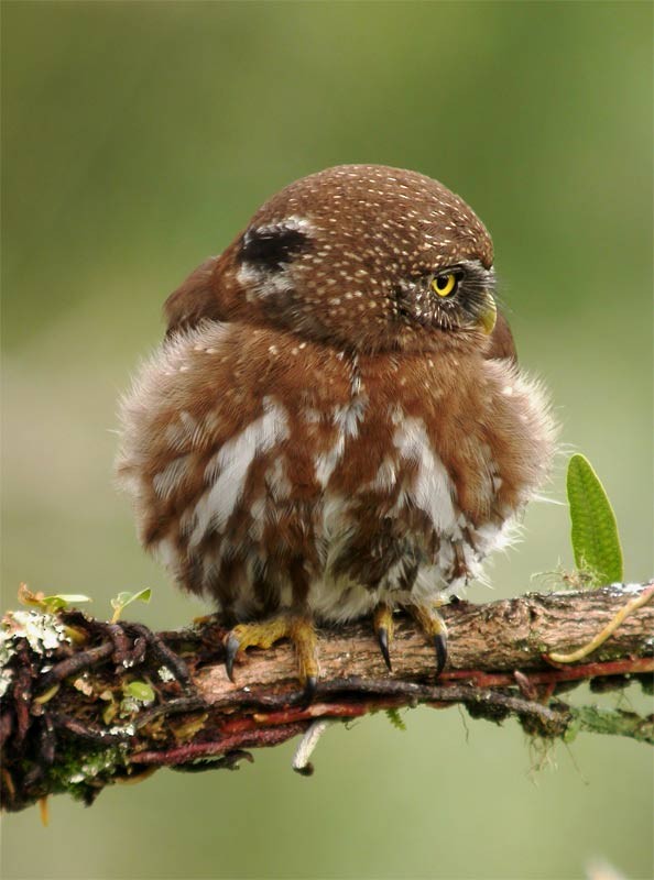 Ferruginous Pygmy-Owl (Ferruginous) - Mark Andrews
