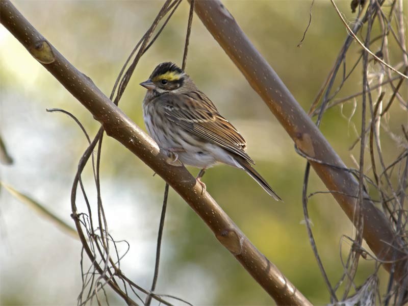 Yellow-browed Bunting - Mark Andrews