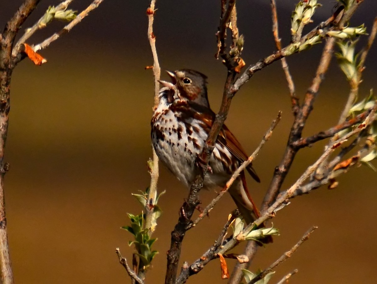 Fox Sparrow (Red) - Mike Ross