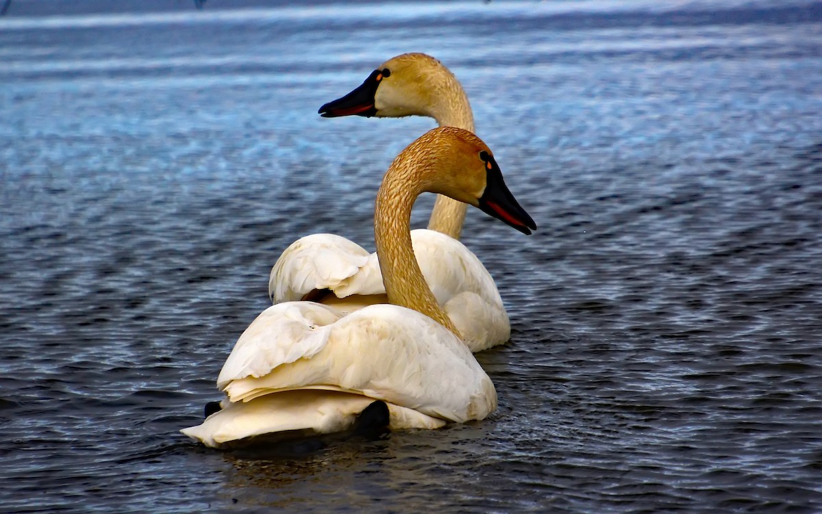Tundra Swan (Whistling) - ML206133471