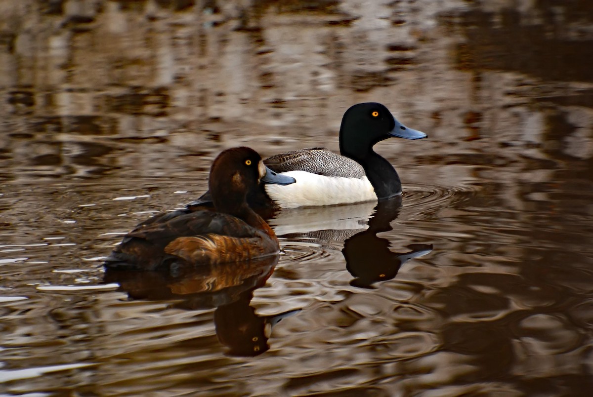 Greater Scaup - ML206133561