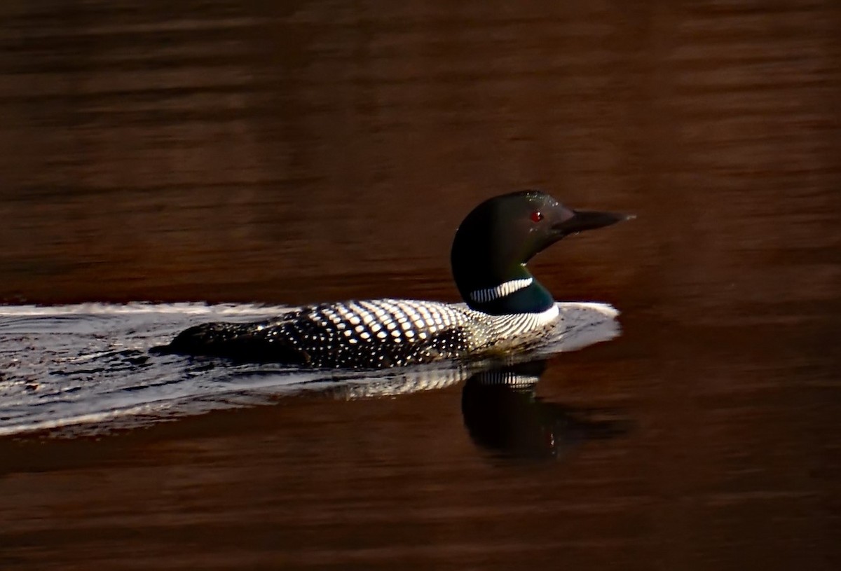 Common Loon - Mike Ross