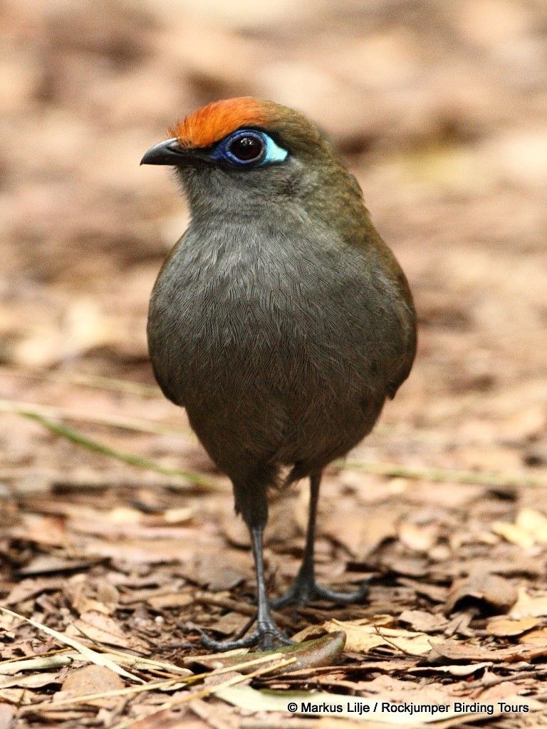 Red-fronted Coua - Markus Lilje