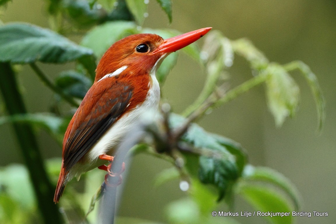 Madagascar Pygmy Kingfisher - ML206134021