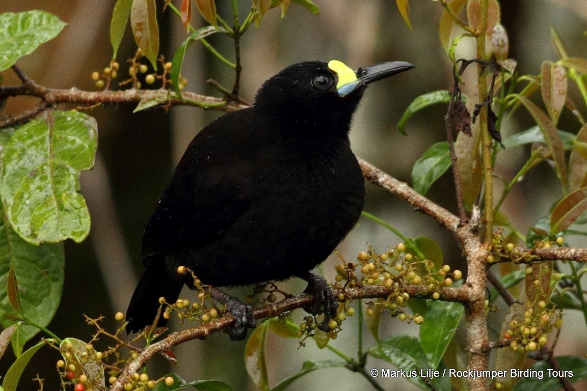 Short-tailed Paradigalla - Markus Lilje