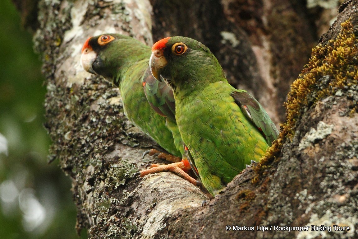 Red-fronted Parrot (Red-fronted) - Markus Lilje