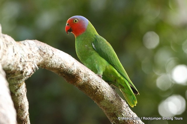 Red store cheeked parakeet