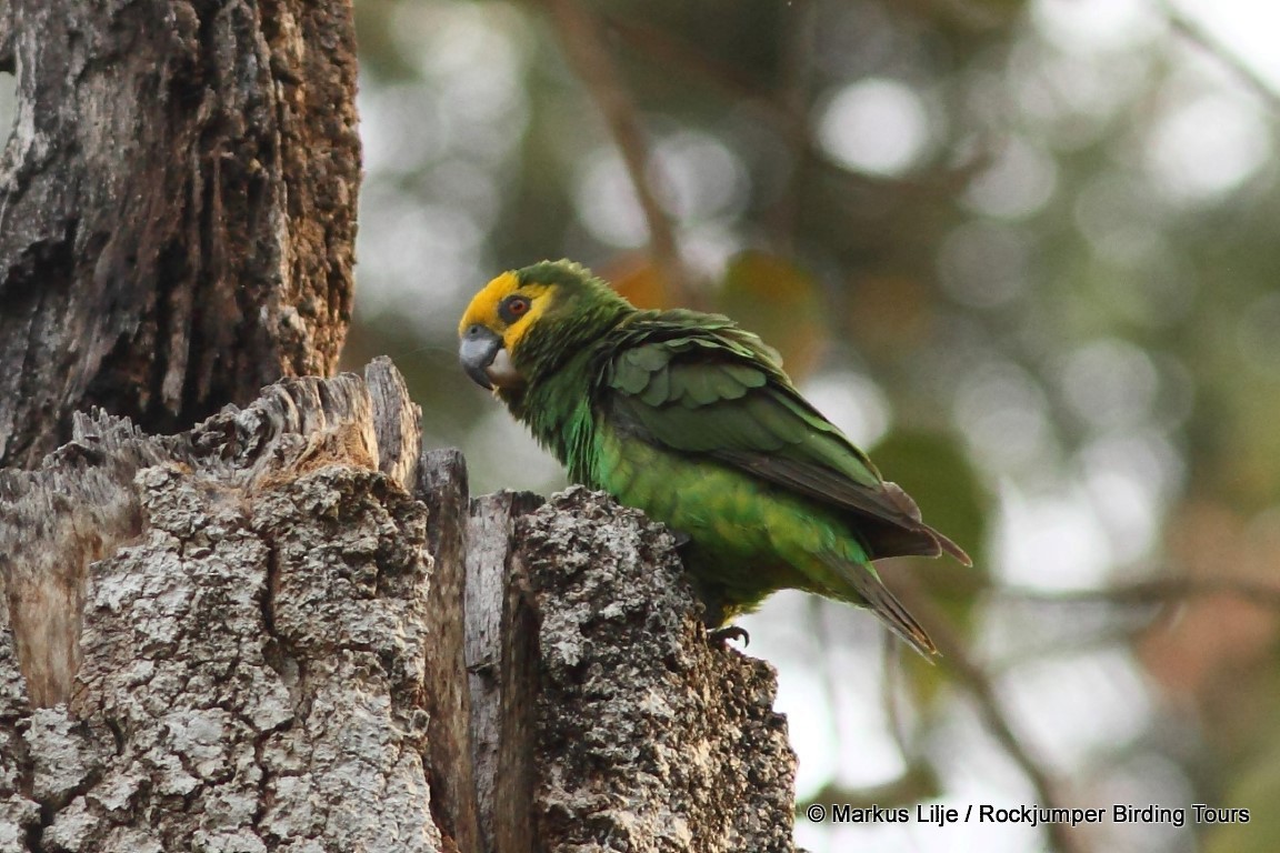 Yellow-fronted Parrot - ML206134211