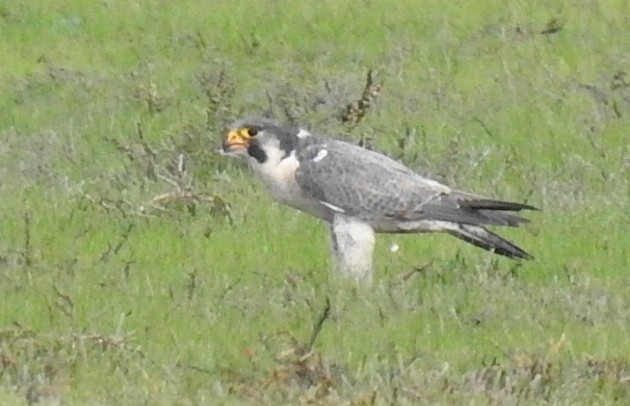 Peregrine Falcon (Tundra) - Athula Edirisinghe