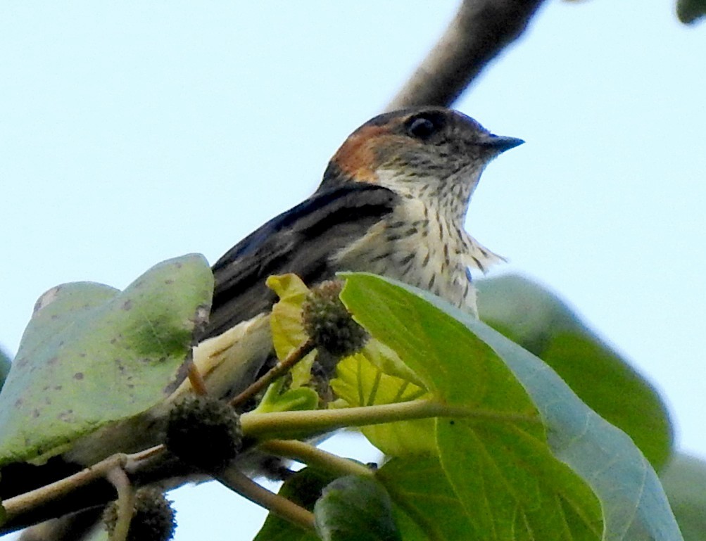 Red-rumped Swallow - Athula Edirisinghe