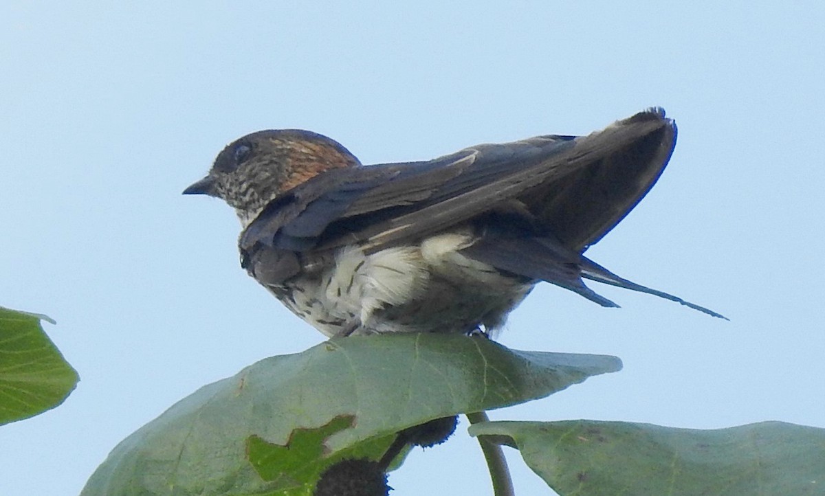 Red-rumped Swallow - Athula Edirisinghe