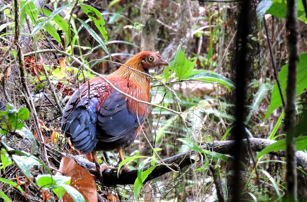 Sri Lanka Junglefowl - Nimali Digo & Thilanka Edirisinghe