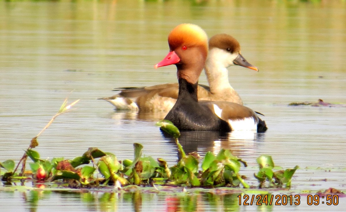 Red-crested Pochard - Nimali Digo & Thilanka Edirisinghe