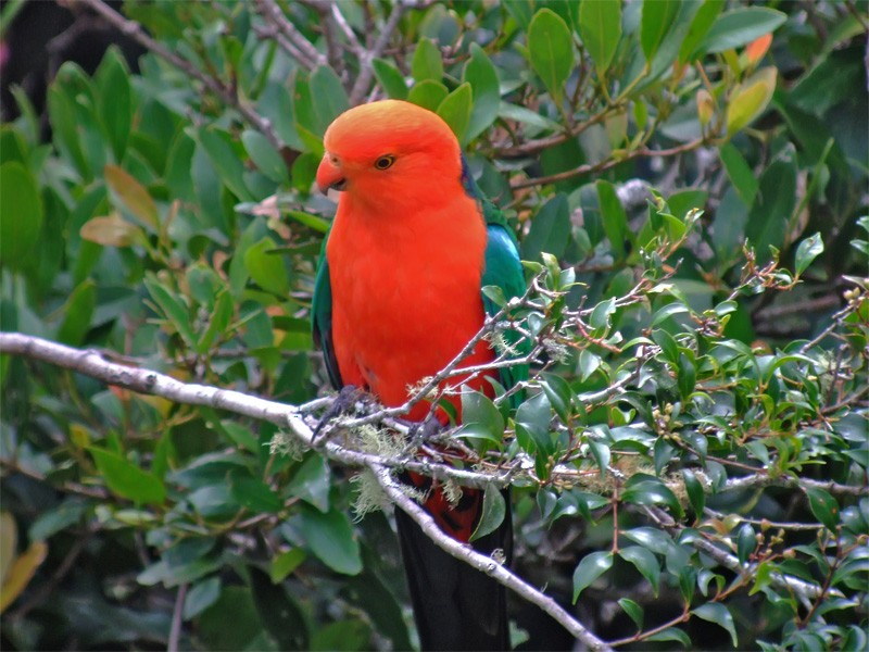 Australian King-Parrot - ML206135161