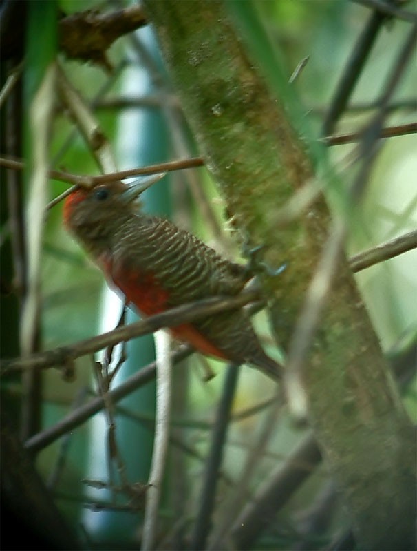 Blood-colored Woodpecker - Mark Andrews