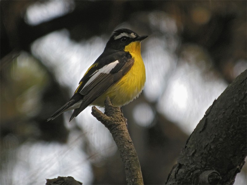 Yellow-rumped Flycatcher - Mark Andrews