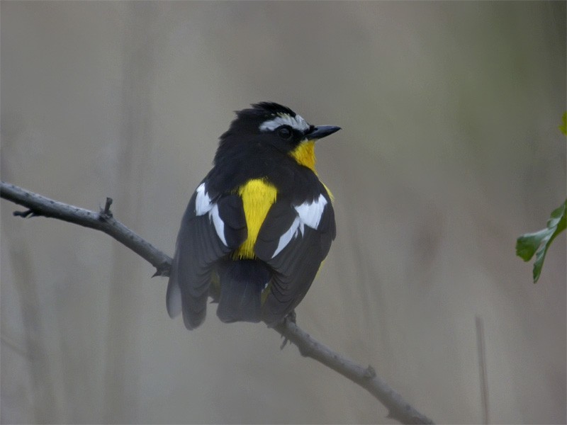 Yellow-rumped Flycatcher - Mark Andrews