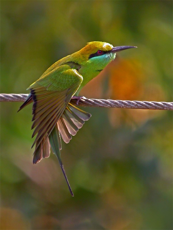 Asian Green Bee-eater - ML206135461