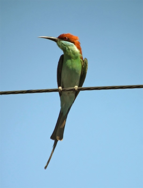 Rufous-crowned Bee-eater - ML206135481