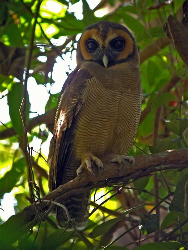Brown Wood-Owl - ML206135561