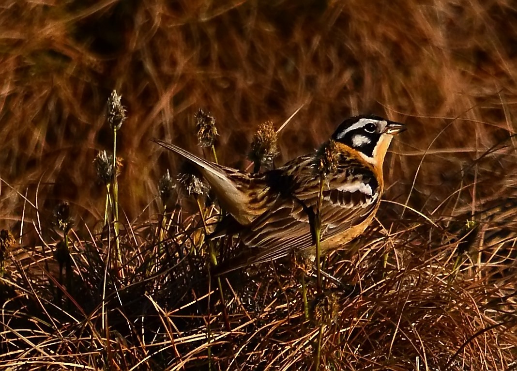 Smith's Longspur - Mike Ross