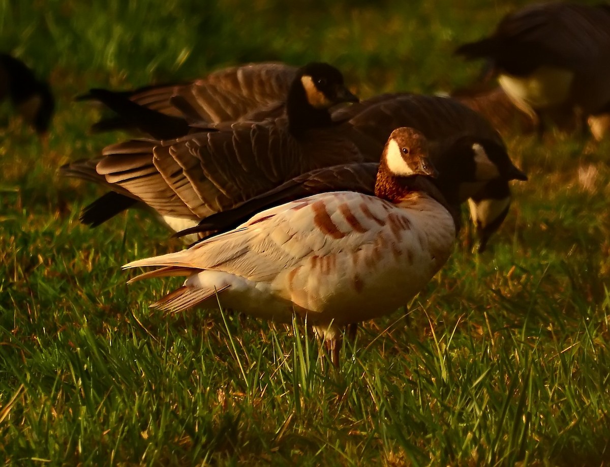 Cackling Goose (Aleutian) - Mike Ross