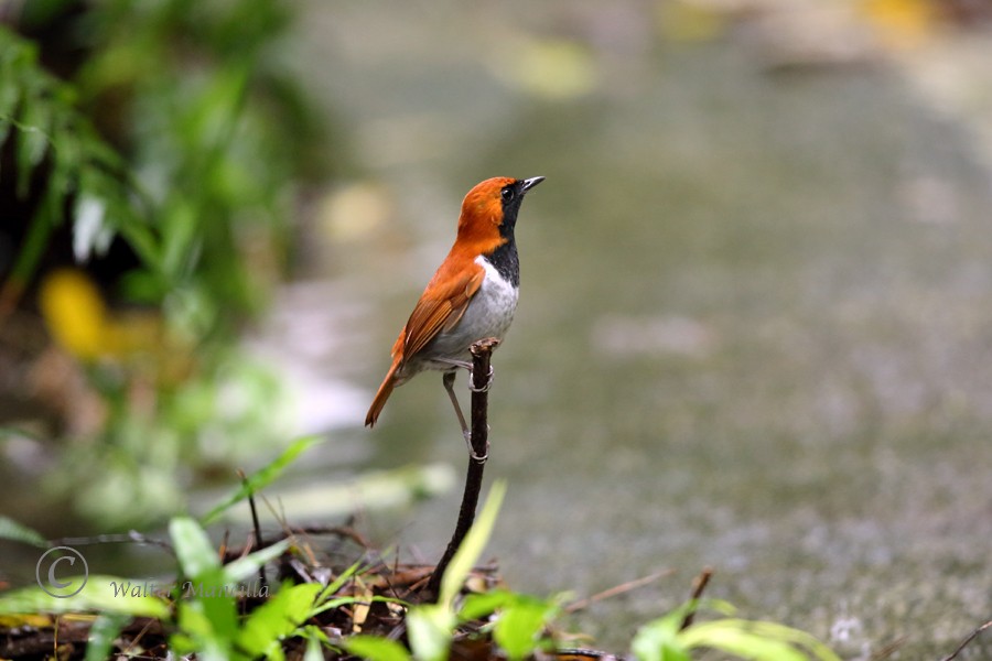 Okinawa Robin - walter mancilla huaman
