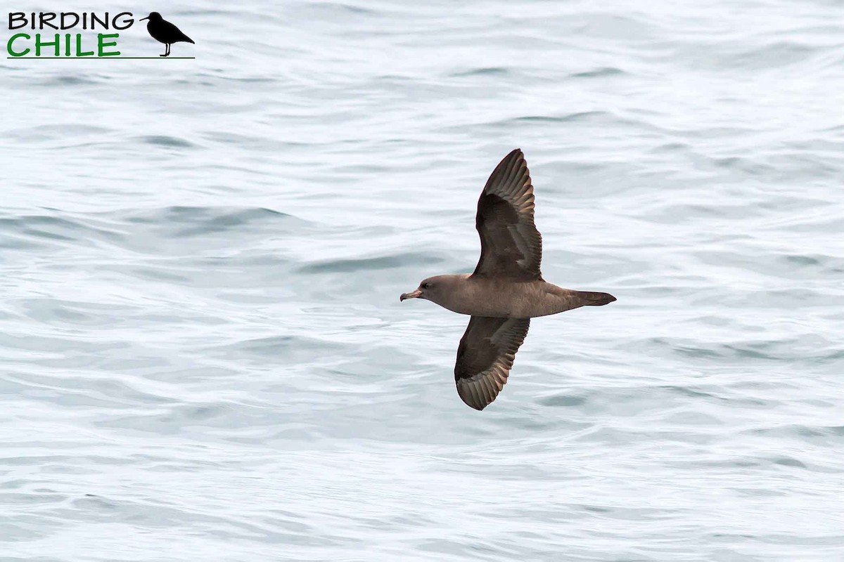 Pink-footed Shearwater - ML206136031