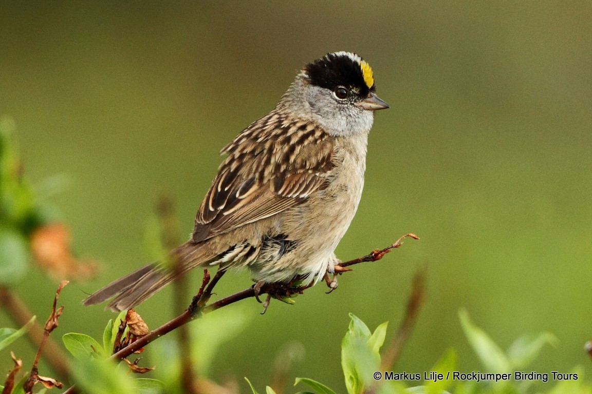 Golden-crowned Sparrow - Markus Lilje